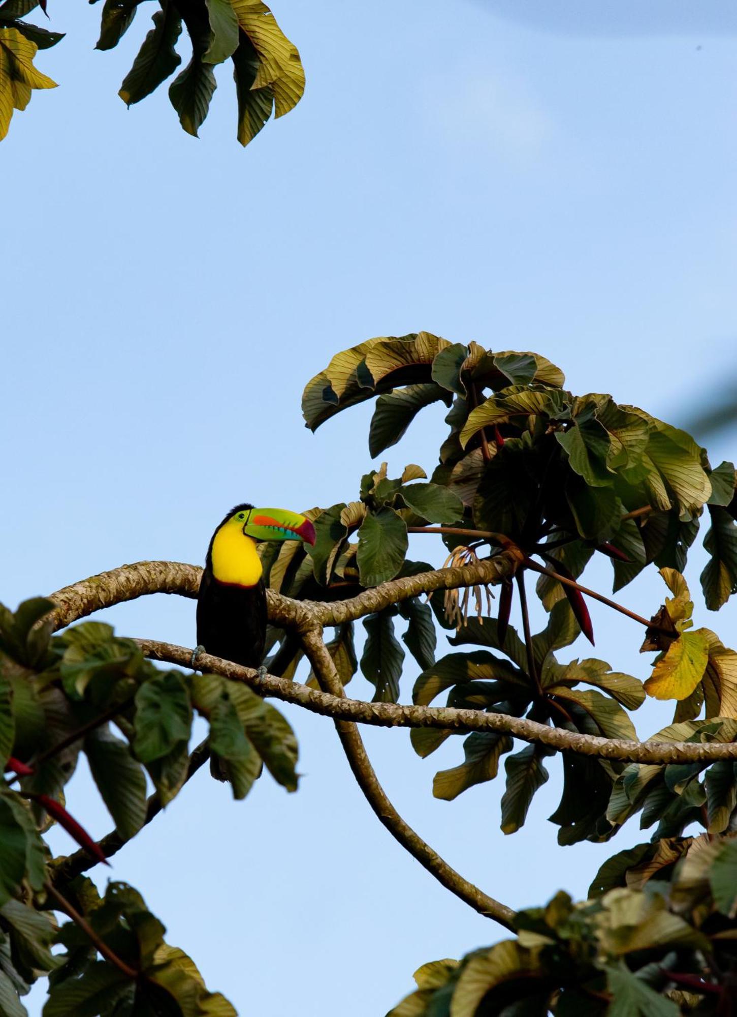 Heliconias Rainforest Bijagua