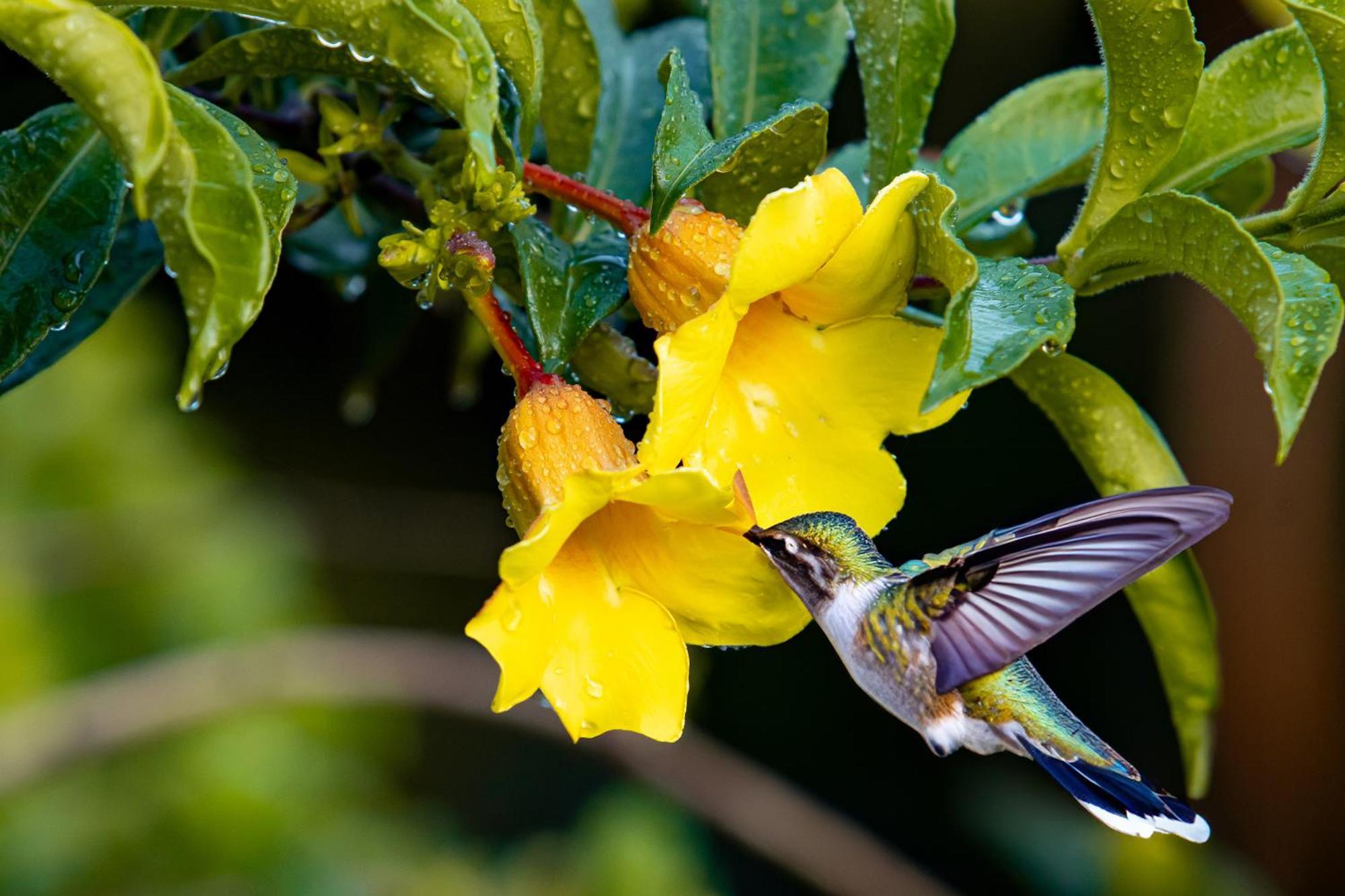 Heliconias Rainforest * Bijagua