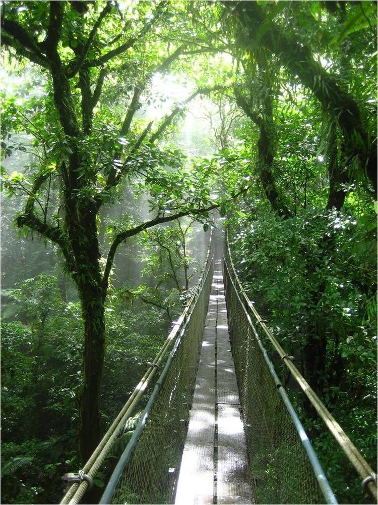 Heliconias Rainforest *