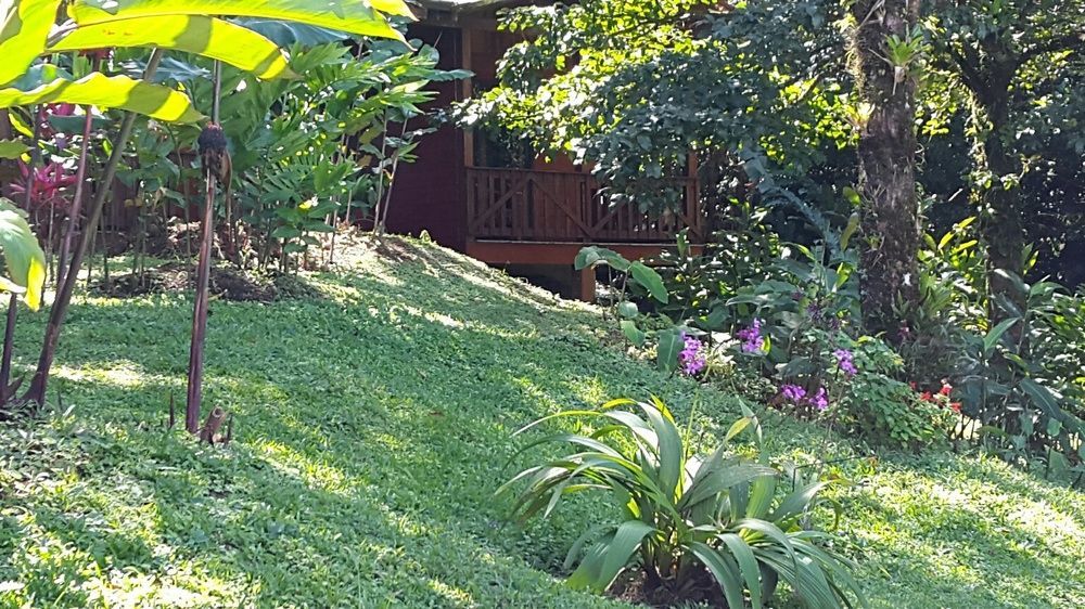 Heliconias Rainforest Lodge *