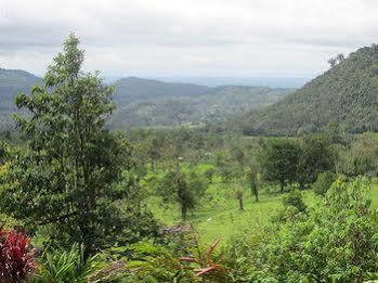 Lodge Heliconias Rainforest *